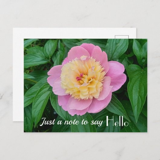 Roze Sorbet Pioen Hi Hello Uitdrukking  Briefkaart (Voorkant / Achterkant)