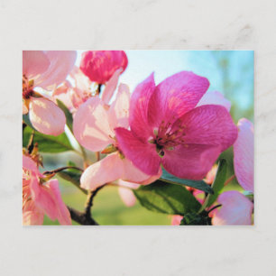 Roze Spring Blossom Briefkaart