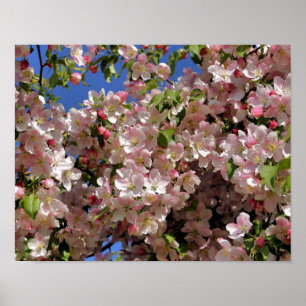 Roze Spring Crabapple Flower Blossom 4 Poster