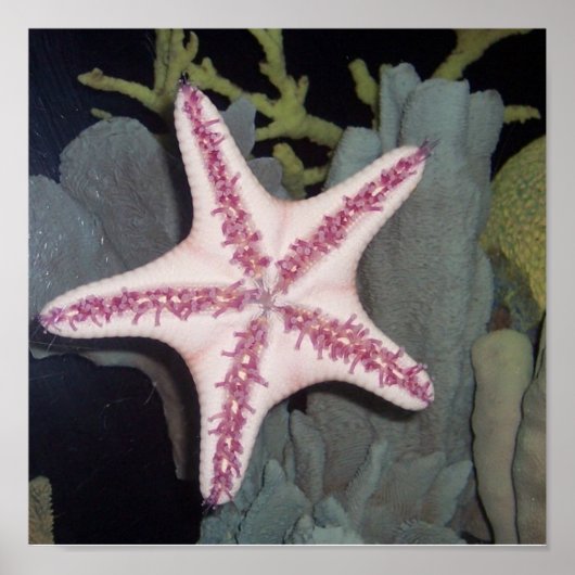 Roze Starfish Poster (Voorkant)