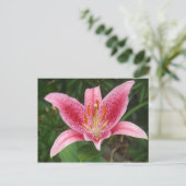 Roze Stargazer-Briefkaart Briefkaart (Staand voorkant)