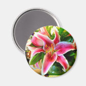 roze stargazer libe magnet magneet (Voorkant / Achterkant)