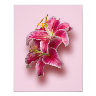 Roze Stargazer Lilies Foto Afdruk