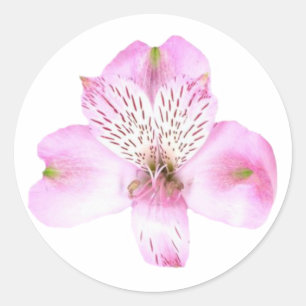 Roze Sticker met Alstroemeria Flower Round