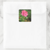 Roze stickers (Tas)