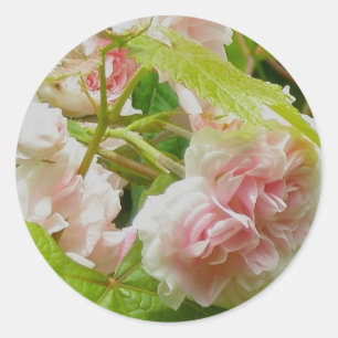 Roze Stickers