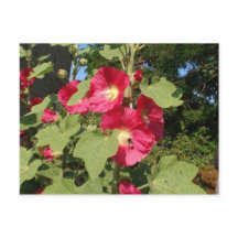 Roze stokrozen