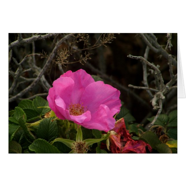 Roze strand Roos Blossom Rosa Rugosa (Voorkant Horizontaal)