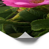 Roze strand Roos Blossom Rosa Rugosa Poster (Hoek)