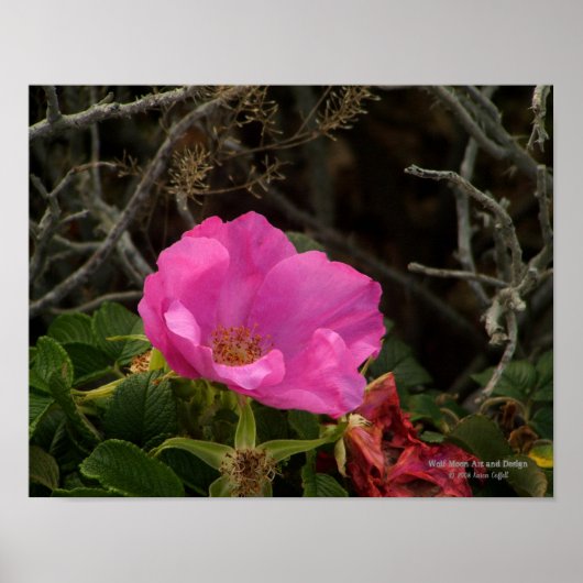 Roze strand Roos Blossom Rosa Rugosa Poster (Voorkant)