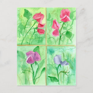 Roze Sweet Pea Flowers Waterverf Schilderij Briefkaart