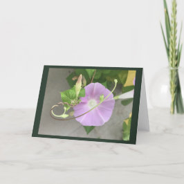 Roze Symfonie Morning Glory blanco Kaart