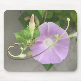 Roze Symfonie Morning Glory Close-up Muismat