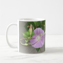 Roze Symfonie Morning Glory