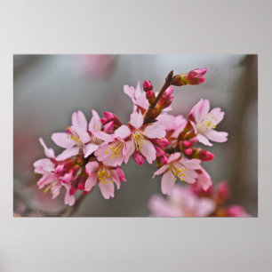 Roze tegen een grijze hemel Japanse Cherry Blossom Poster