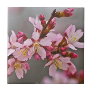 Roze tegen een grijze hemel Japanse Cherry Blossom Tegeltje