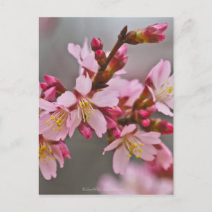 Roze tegen een grijze lucht Japanse Kersenbloesem Briefkaart