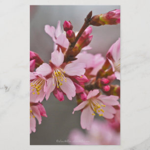Roze tegen een grijze lucht Japanse Kersenbloesem Briefpapier