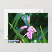 Roze tegen groen briefkaart (Voorkant / Achterkant)