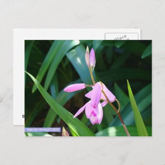 Roze tegen groen briefkaart (Voorkant / Achterkant)