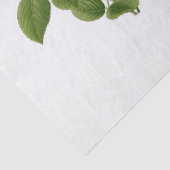  roze theebloemen Rozen Tissuepapier (Detail)