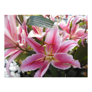 Roze tijgelilies foto afdruk