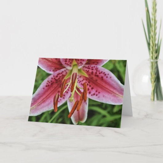 Roze Tijger Lily 1 Blanco Kaart (Voorkant)