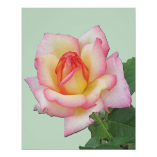 Roze tinten hybride theeroos Vredesroos    Perfect Poster