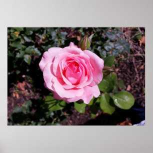 roze tinten poster