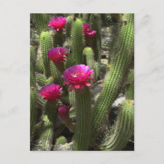 Roze torcilinders briefkaart