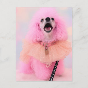 Roze Toy Poodle, Mozzarella The Poodle, Ansichtkaa Briefkaart