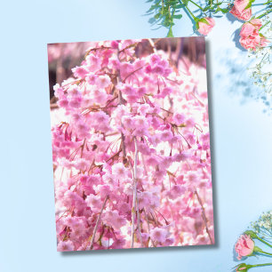 Roze treurwilgenboom ansichtkaart briefkaart