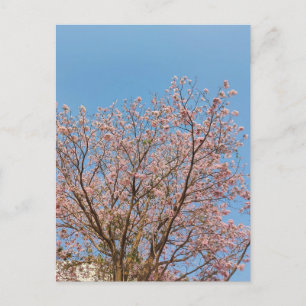 roze trompetboom in volle bloei briefkaart