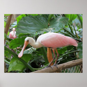 Roze Tropisch Roseate Bird Poster