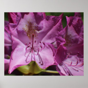 Roze tropische bloemen poster