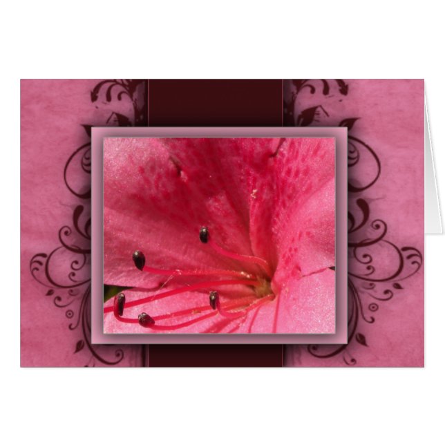 Roze tropische hibiscus bloem (Voorkant Horizontaal)