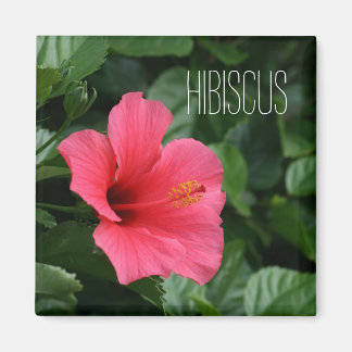 Roze Tropische Hibiscusmagneet Magneet