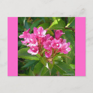 Roze Trumpet Flowers Briefkaart