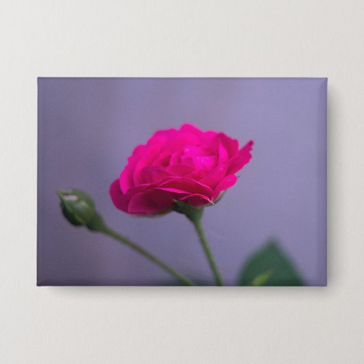 Roze Tuinroos Button (Voorkant)