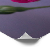 Roze Tuinroos Poster (Hoek)