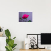Roze Tuinroos Poster (Thuiskantoor)
