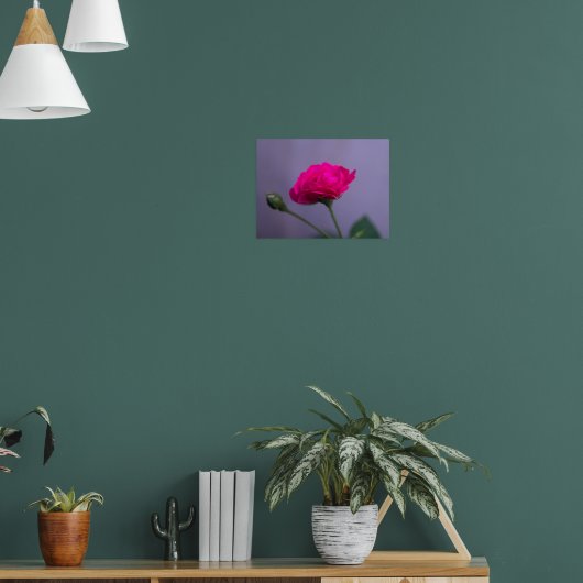 Roze Tuinroos Poster (Woonkamer 1)