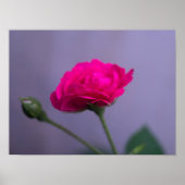 Roze Tuinroos Poster (Voorkant)
