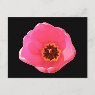 Roze Tulip Briefkaart