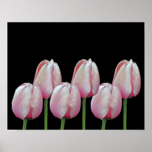 Roze Tulip Flowers Poster
