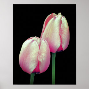Roze Tulip Flowers Poster