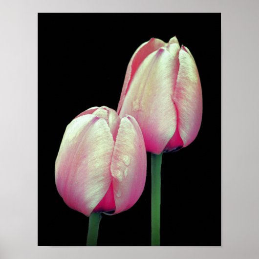 Roze Tulip Flowers Poster (Voorkant)