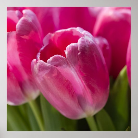 Roze Tulip-portret Poster (Voorkant)