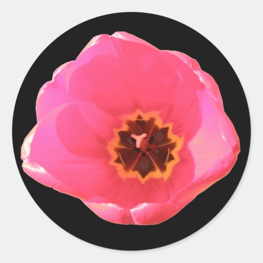 Roze Tulip Sticker (Voorkant)