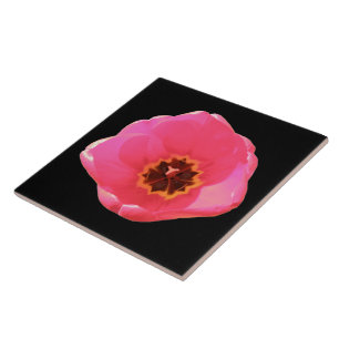 Roze Tulip Tile Tegeltje